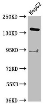 INO80 Antibody in Western Blot (WB)