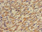 OATP2 Antibody in Immunohistochemistry (Paraffin) (IHC (P))