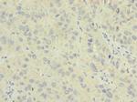 NME7 Antibody in Immunohistochemistry (Paraffin) (IHC (P))