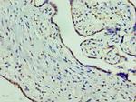 ORNT1 Antibody in Immunohistochemistry (Paraffin) (IHC (P))