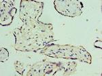 ORNT1 Antibody in Immunohistochemistry (Paraffin) (IHC (P))