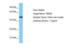 TBX20 Antibody in Western Blot (WB)