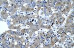 Kinesin 5B Antibody in Immunohistochemistry (IHC)