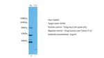 Kinesin 5B Antibody in Western Blot (WB)