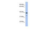 RASSF7 Antibody in Western Blot (WB)