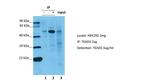 TEF5 Antibody in Immunoprecipitation (IP)