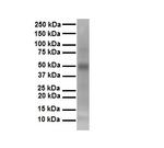 TEF5 Antibody in Western Blot (WB)