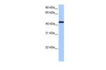 TEF5 Antibody in Western Blot (WB)