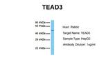 TEF5 Antibody in Western Blot (WB)