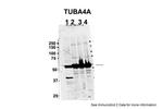 TUBA4A Antibody in Western Blot (WB)