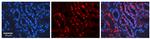 AIF Antibody in Immunohistochemistry (Paraffin) (IHC (P))