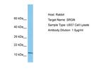 Serglycin Antibody in Western Blot (WB)