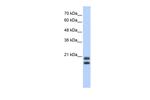 Serglycin Antibody in Western Blot (WB)