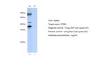 CPEB4 Antibody in Western Blot (WB)