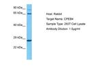 CPEB4 Antibody in Western Blot (WB)