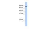 CPEB4 Antibody in Western Blot (WB)