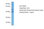 Creatine Kinase MB Antibody in Western Blot (WB)