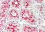 Arylsulfatase E Antibody in Immunohistochemistry (Paraffin) (IHC (P))