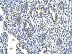 Cytokeratin 2e Antibody in Immunohistochemistry (Paraffin) (IHC (P))