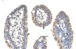 Cytokeratin 2e Antibody in Immunohistochemistry (Paraffin) (IHC (P))