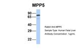 MPP5 Antibody in Western Blot (WB)