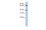 MPP5 Antibody in Western Blot (WB)