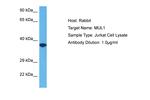 MUL1 Antibody in Western Blot (WB)