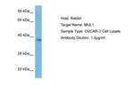 MUL1 Antibody in Western Blot (WB)