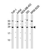 BAK Antibody in Western Blot (WB)