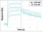 SLC8B1 Antibody in Surface plasmon resonance (SPR)