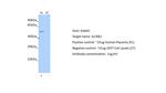 SLC8B1 Antibody in Western Blot (WB)