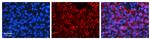 PSEN2 Antibody in Immunohistochemistry (Paraffin) (IHC (P))