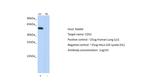 CDS1 Antibody in Western Blot (WB)