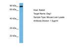 alpha Dystroglycan Antibody in Western Blot (WB)