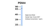 ERP72 Antibody in Western Blot (WB)