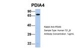 ERP72 Antibody in Western Blot (WB)