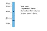 DULLARD Antibody in Western Blot (WB)