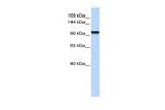 PAXBP1 Antibody in Western Blot (WB)