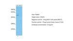 IFNLR1 Antibody in Western Blot (WB)