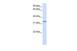 GPSN2 Antibody in Western Blot (WB)