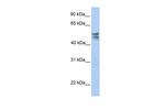 TRMU Antibody in Western Blot (WB)