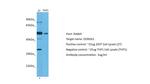 DDRGK1 Antibody in Western Blot (WB)