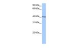 GBX1 Antibody in Western Blot (WB)