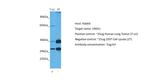 OMA1 Antibody in Western Blot (WB)