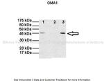 OMA1 Antibody in Western Blot (WB)