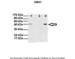 OMA1 Antibody in Western Blot (WB)