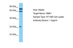 OMA1 Antibody in Western Blot (WB)