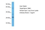 OMA1 Antibody in Western Blot (WB)