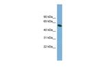 OMA1 Antibody in Western Blot (WB)