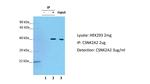 CK2 alpha-2 Antibody in Immunoprecipitation (IP)